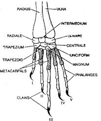 biology world: RABBIT-BONES OF FORE FOOT OR HAND
