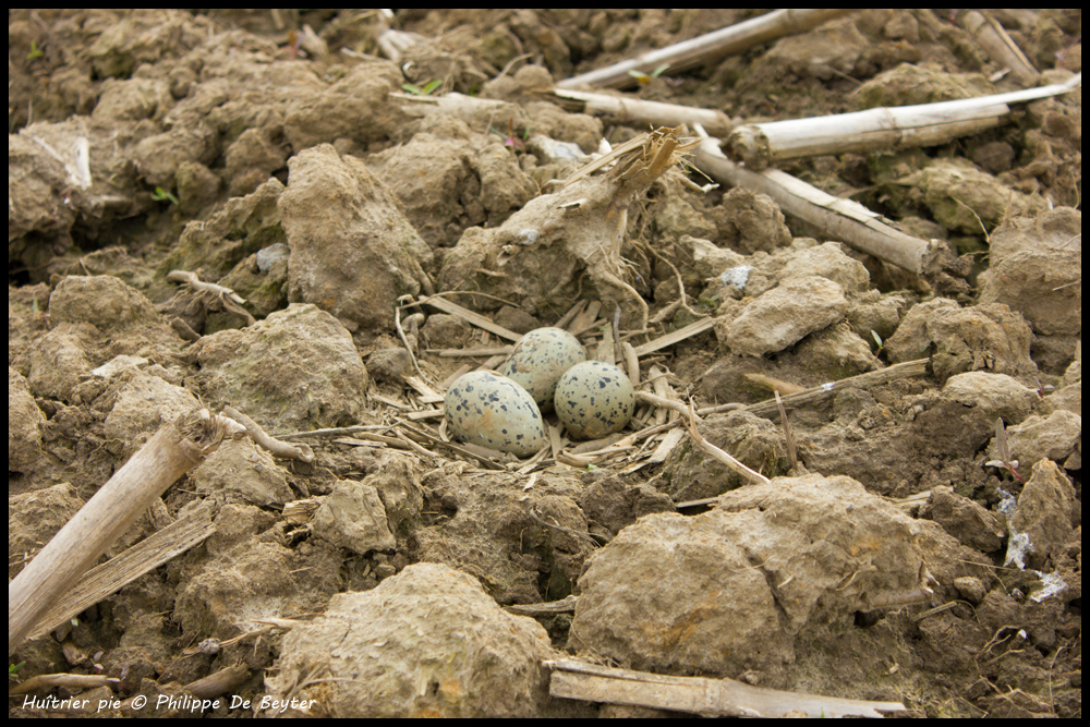 Comines Nature Huîtrier pie...nidification dans les terres