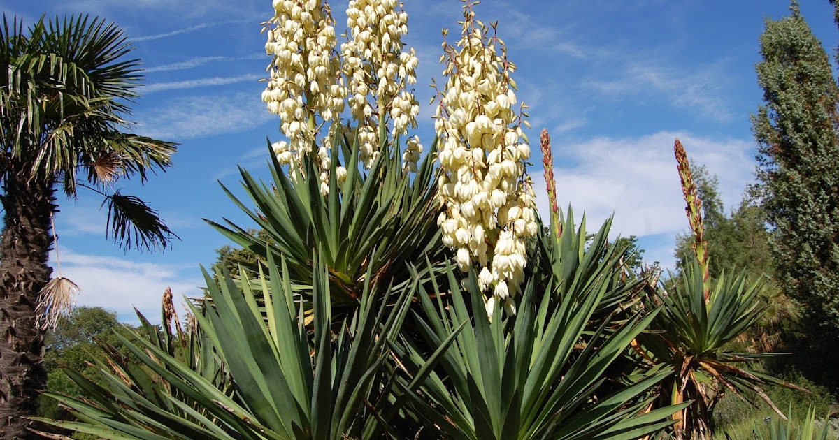 HOW TO GROW YUCCA PLANTS The Garden of Eaden