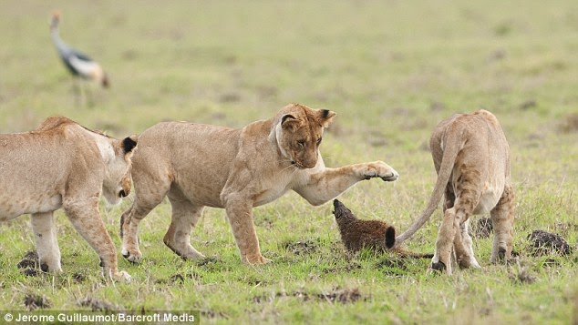 COURAGEOUS MONGOOSE FIGHTS OFF FOUR LIONS AND WINS