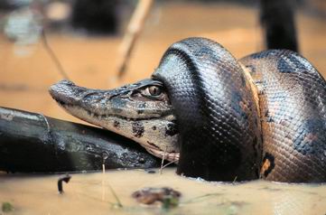 crocodile eaten by anaconda snake