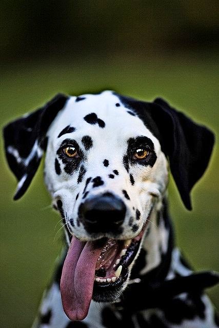 dálmata cachorro