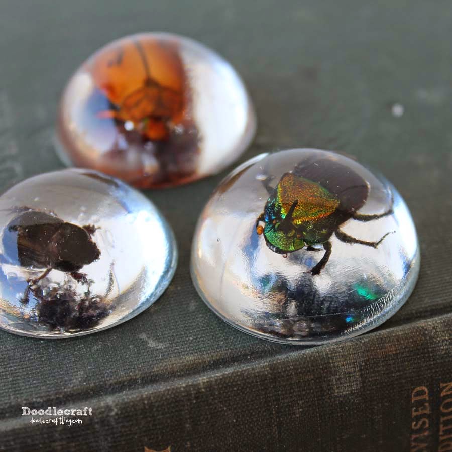 Insects Cast in EasyCast Clear Casting Epoxy Resin Crafts Blog