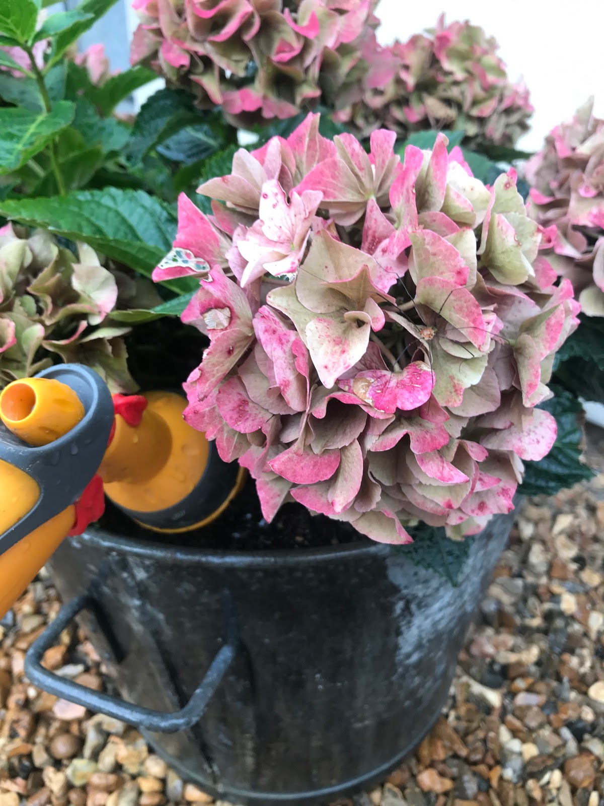 Hydrangea Paniculata Limelight
