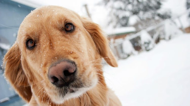 ISPCA pet care tips during cold weather