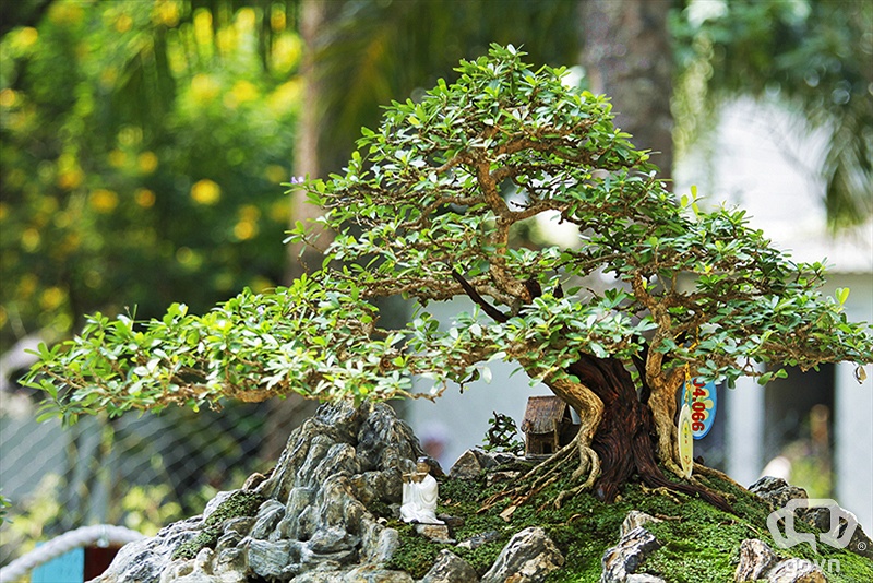 Vietnamese Bonsai Landscapes Tieu Canh Vietnamese Bonsai