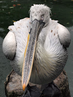 Sleeping pelican - Jurong Bird Park