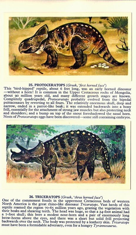 Lystrosaurus #37 Prehistoric Animals 1972 Brooke Bond Tea Card C1942 