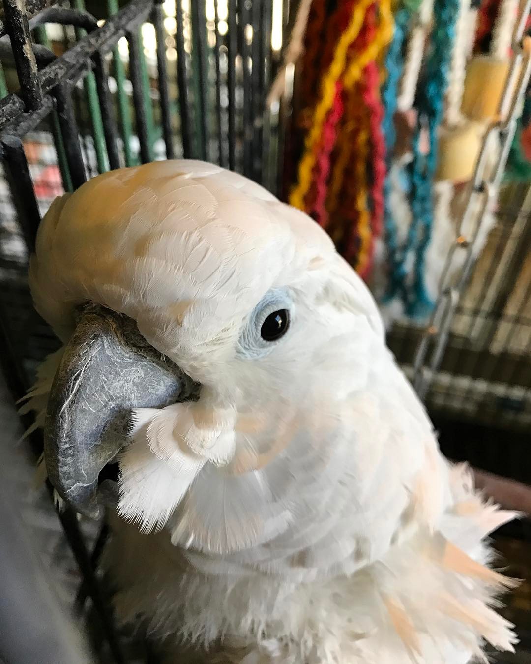 Cockatoo Cottage How To Keep Your Cockatoo Safe In A Natural Disaster