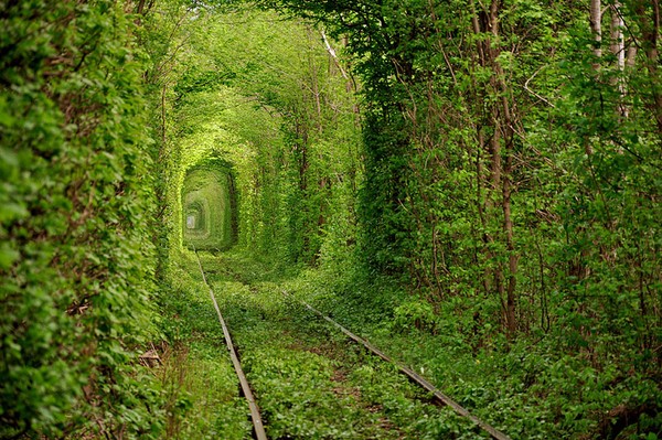 Ukraine's Leafy Green 'Tunnel of Love'
