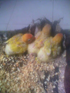 Usia Berapa Memisahkan Anakan Lovebird Dengan Indukannya Usia Berapa Memisahkan Anakan Lovebird Dengan Indukannya