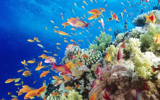 Foto tropische vissen onderwater