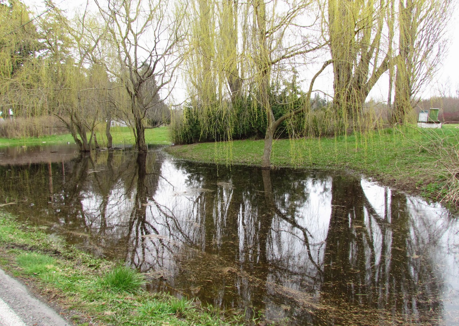 Scene Through My Eyes: Rurality - Reflections in a Seasonal Pond