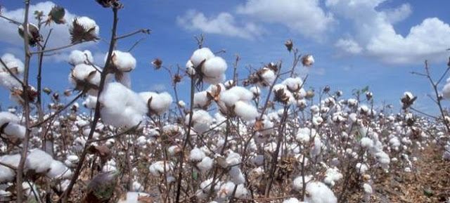 Cotton Farming/Processing Business Plan and Feasibility Study Cotton Farming/Processing Business Plan and Feasibility Study
