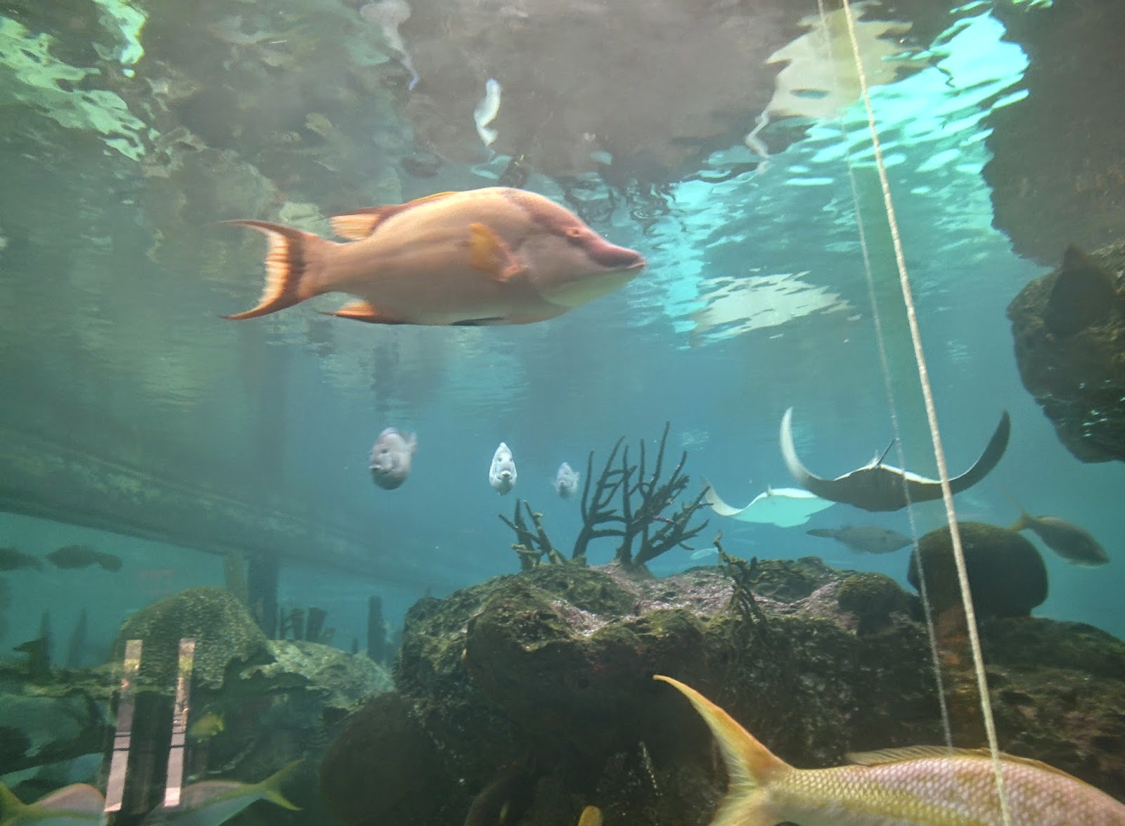 Ivan Lajara: Web currents and left sharks