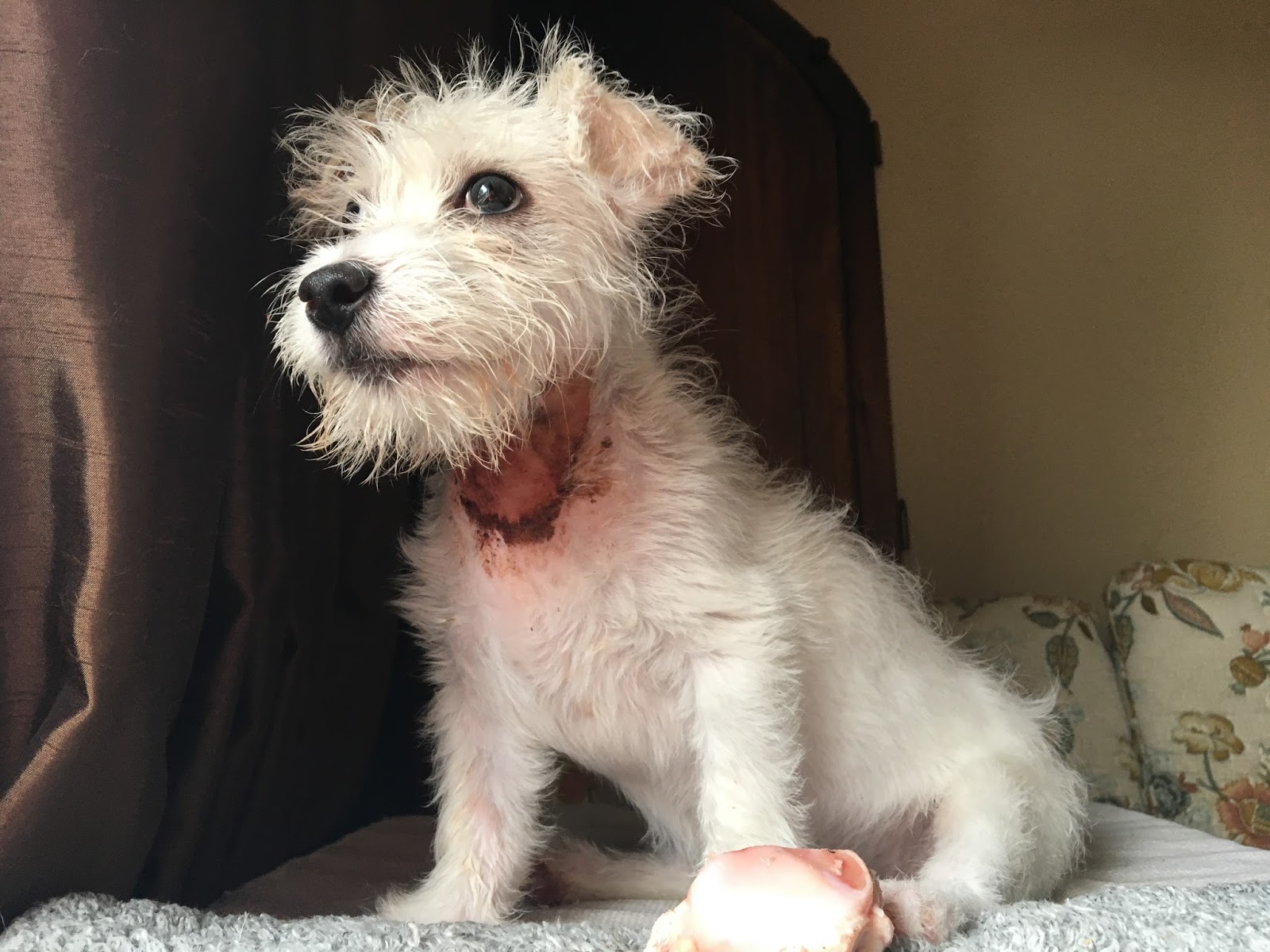 Phoenix and Friends Phoenix the Rough Coat Jack Russel Terrier!