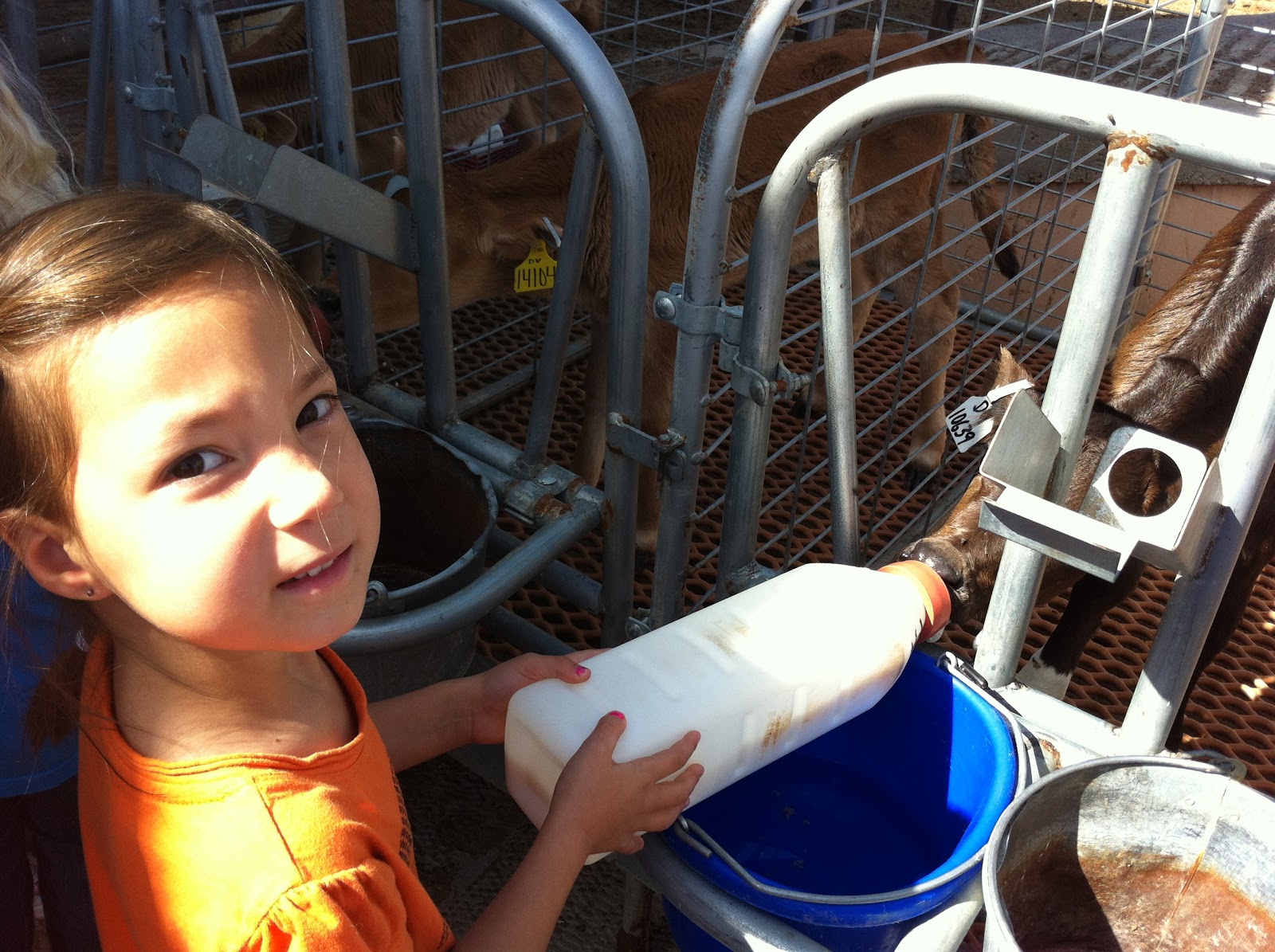 Just Me... Field Trip to Dairy Farm