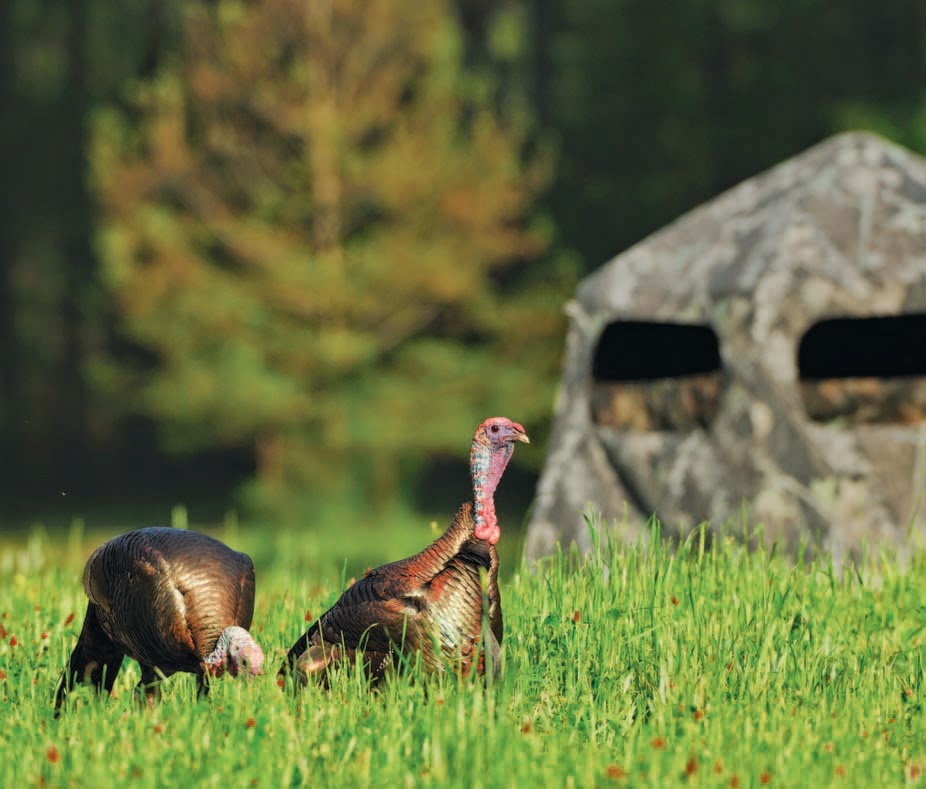 Whitetail Institute Spring Turkey Hunting with Food Plots and Kids