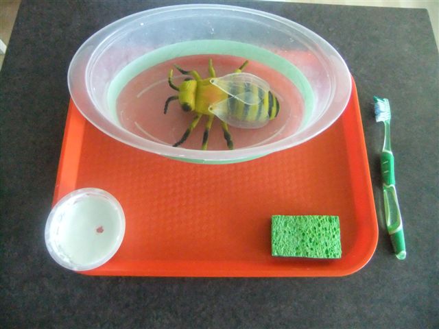 NAMC montessori preschool classroom activities learning about honeybees washing the bee