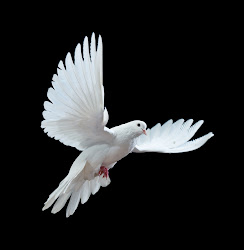 flying pigeon mobile wallpapers dove bird pigeons birds flight peace