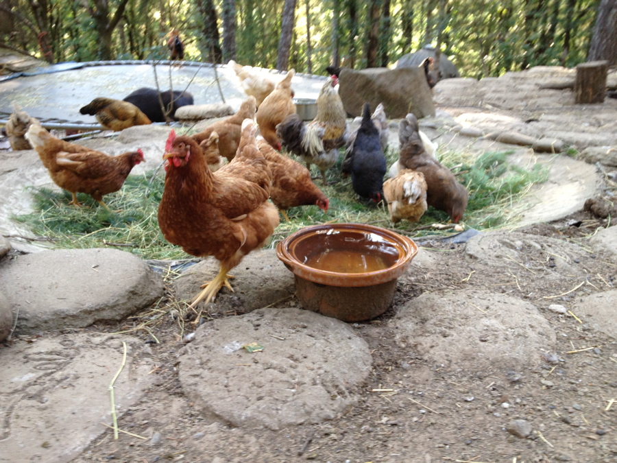 Seedyeggs Alfalfa, to Nourish and Entertain your Chickens