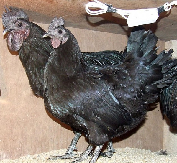 Kadaknath Chicken and Meat