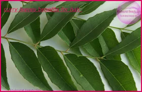 Kadi patta benefits for hair