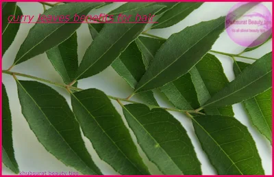Kadi patta benefits for hair