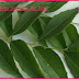 Kadi Patta benefits for hair growth and premature greying