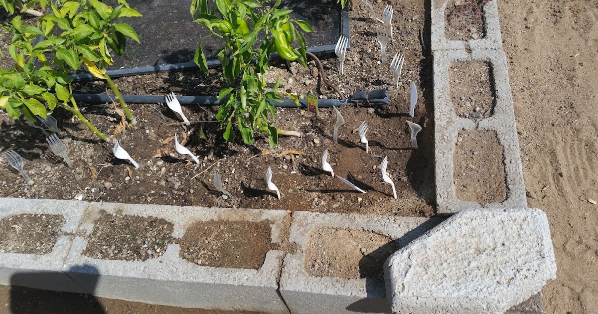 How Does My Garden Grow Forks in the Garden