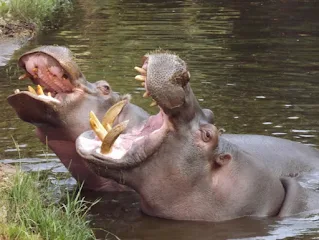 The name hippopotamus means river horse.