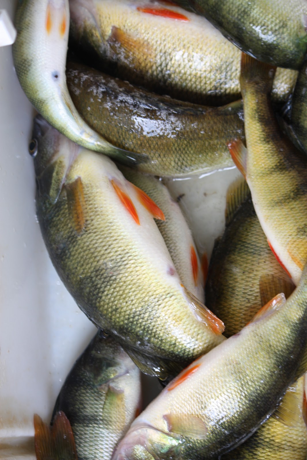 Living Life In The Northwoods Fishing On Lake Gogebic