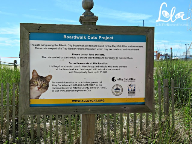 Alley Cat Allies|Atlantic City Boardwalk Cat Project