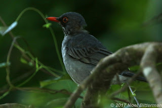 Red-legged Thrush
