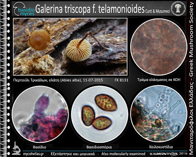 Galerina triscopa f. telamonioides Curti & Musumeci