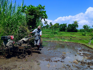 Land Preparation Agriculture Plowing Rice Field