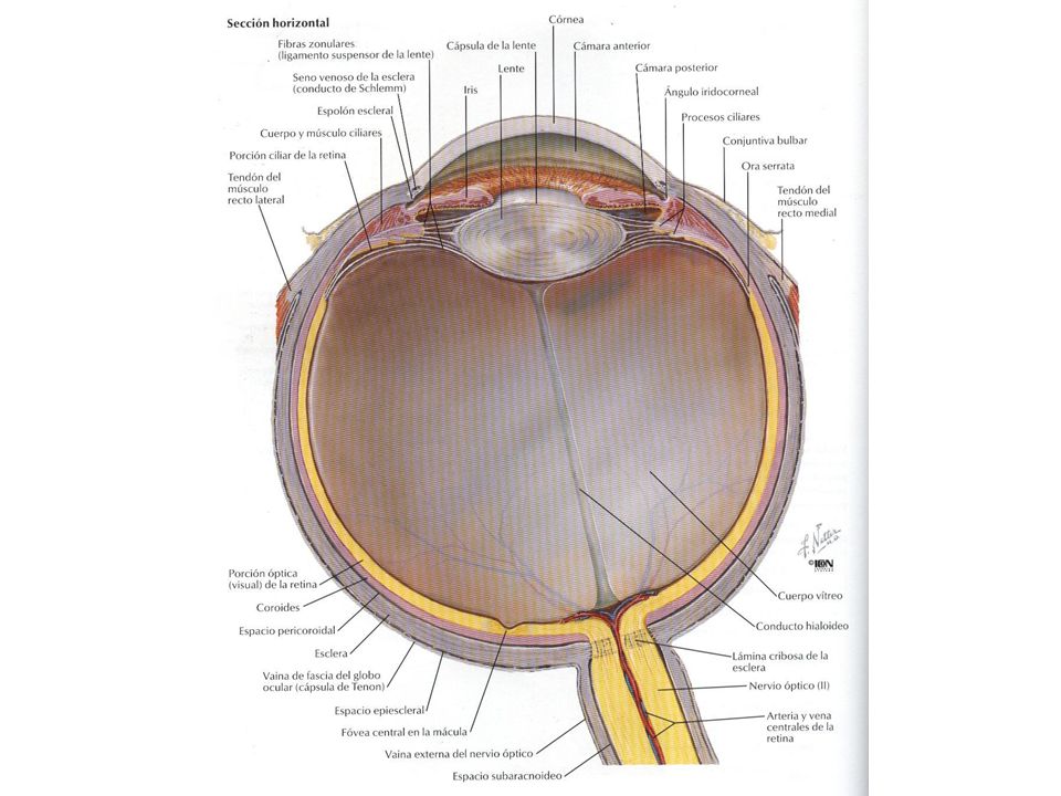 Anatomía de la órbita y Globo ocular