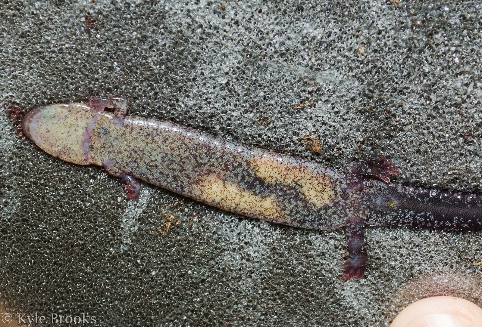 On the Subject of Nature The RedBacked Salamander, Plethodon cinereus