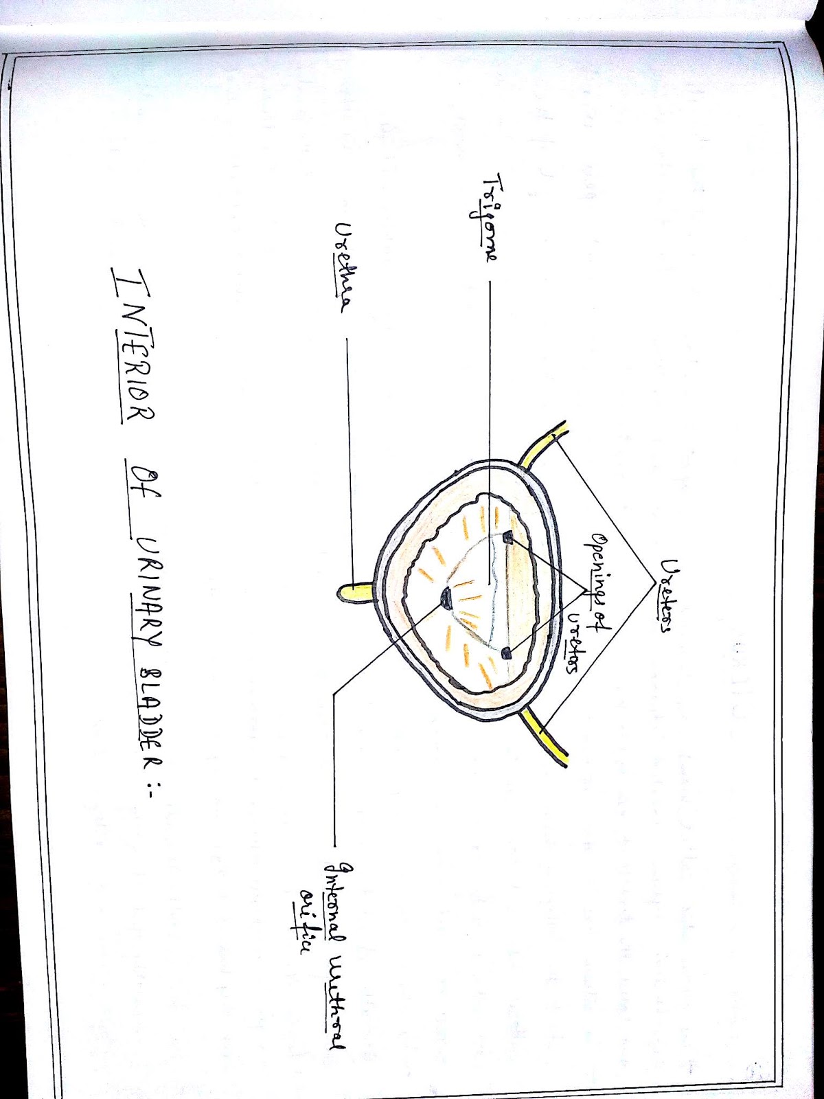 Anatomy Diagram Book