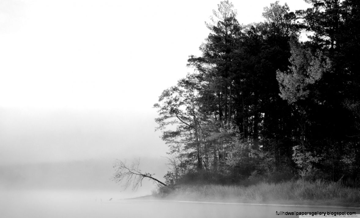 Forest Black And White HD desktop wallpaper  Widescreen  High