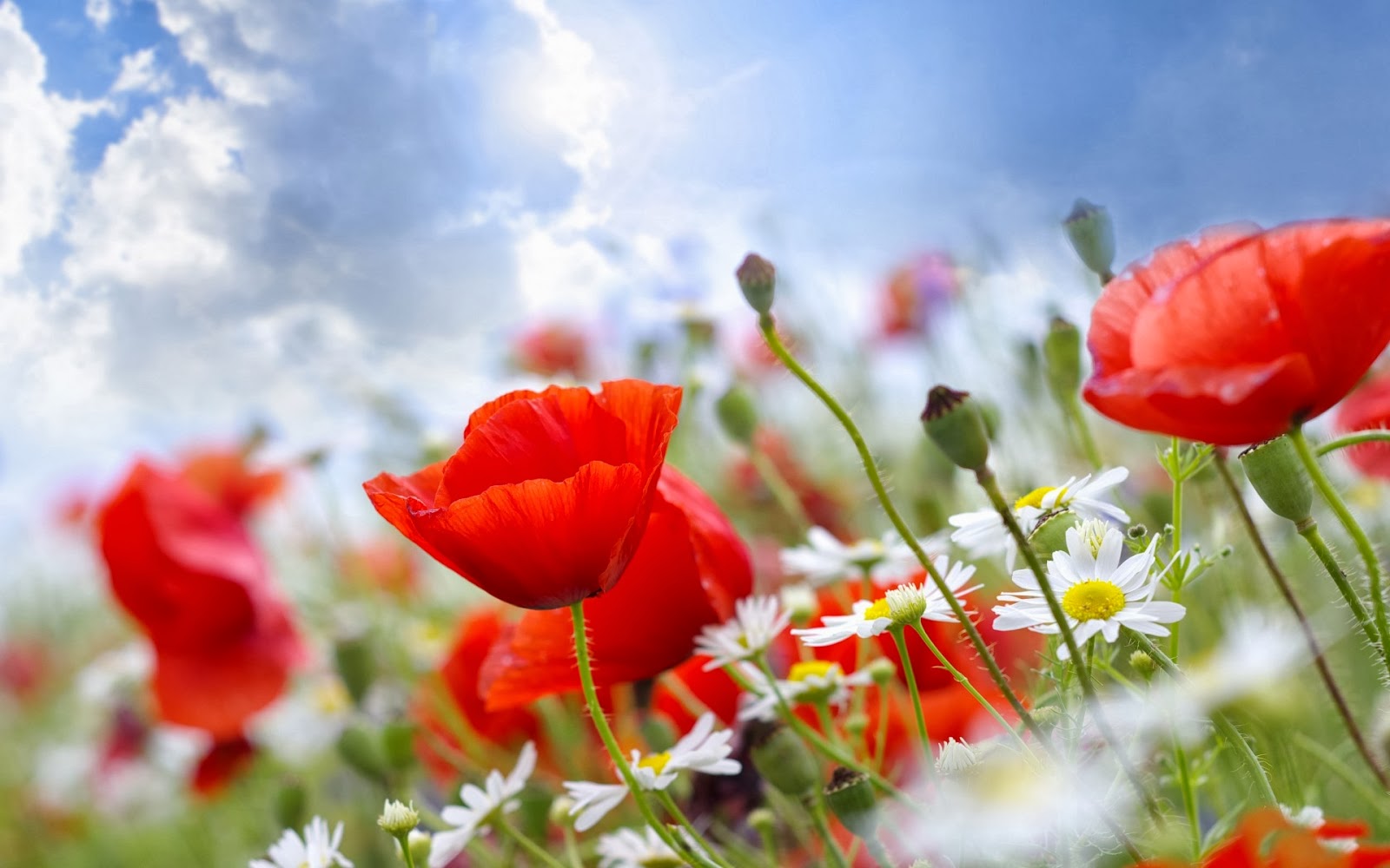 Summer flowers wallpaper beautiful desktop wallpapers 2014