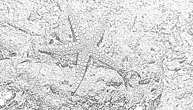 Starfish sea stars coloring pages coloring.filminspector.com