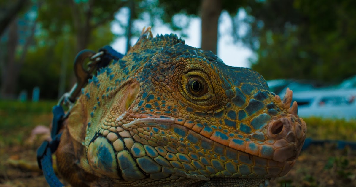 How Does Reptiles Breathe? A Key to Understand their Life and their ...