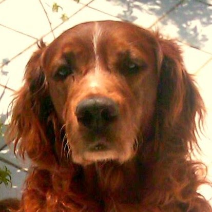 En el cielo de los canes