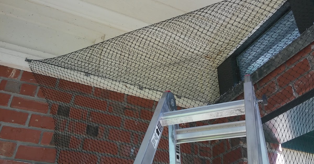 Get Rid of Birds in Your Roof by Installing Bird Netting biographypedia