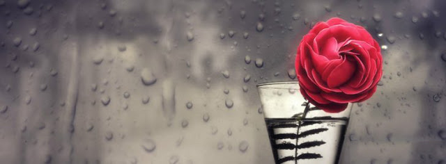 Facebook Timeline Cover Flowers - Red Rose In Glass