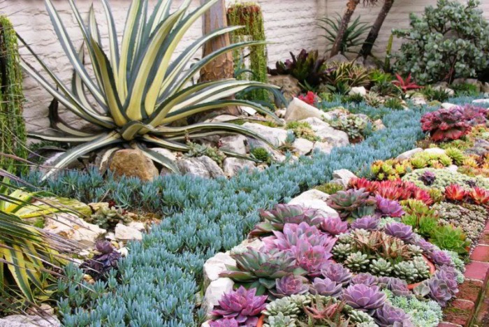 Combinar suculentas en el jardín - Guia de jardin