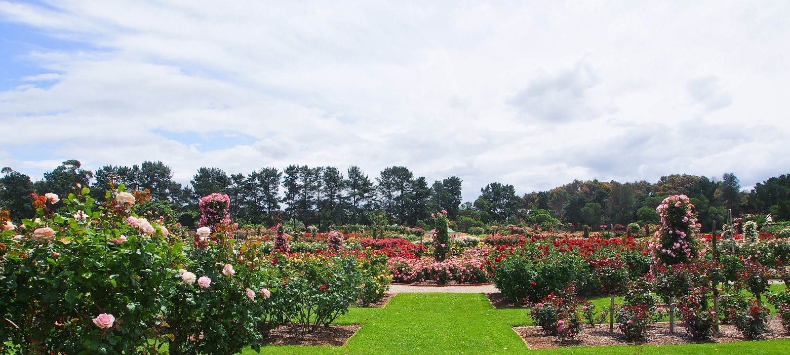 My Melbourne Experience, and beyond Spring at the State Rose Garden