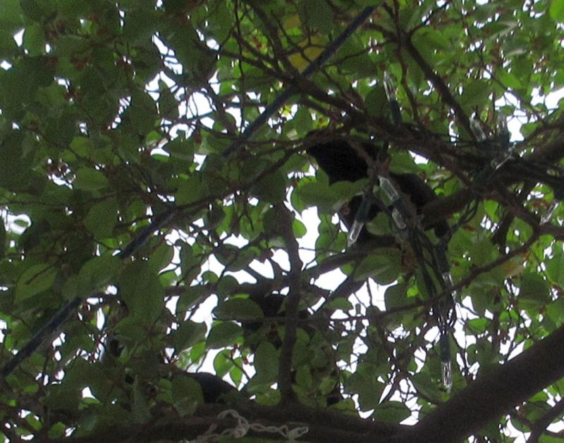 Cruising the ICW with Bob423 Key West Corned Beef and Cabbage