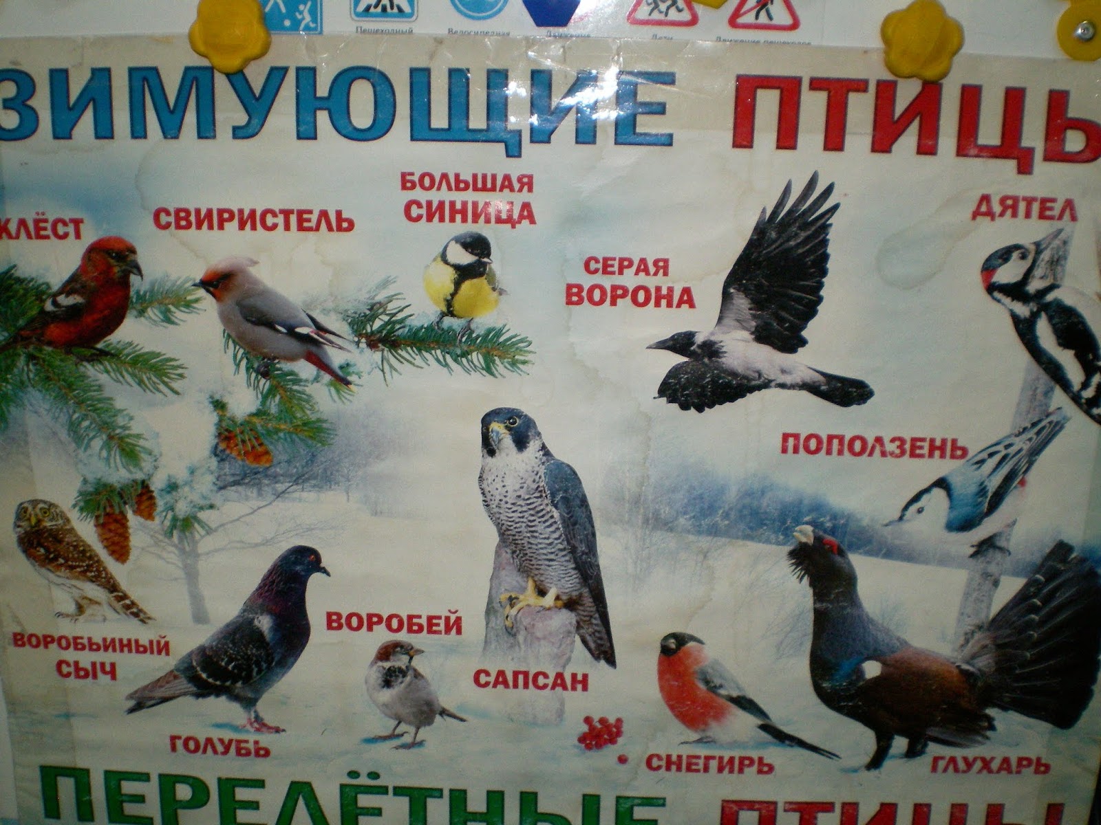 группа Непоседы: Зимующие птицы Урала
